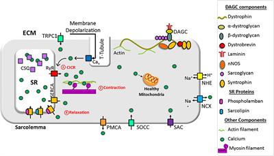 Abnormal Calcium Handling in Duchenne Muscular Dystrophy: Mechanisms and Potential Therapies